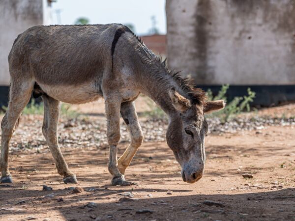 A working donkey stands facing down on a dusty ground in Africa.