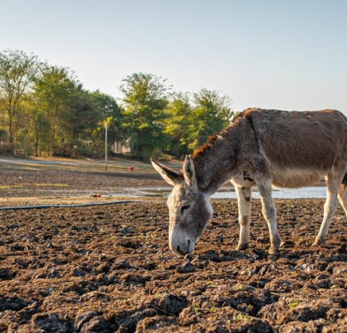 A donkey roams the dry ground in search of food. Ethiopia is facing its worst drought in decades, leaving thousands of animals fighting for their lives.