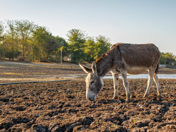 A donkey roams the dry ground in search of food. Ethiopia is facing its worst drought in decades, leaving thousands of animals fighting for their lives.