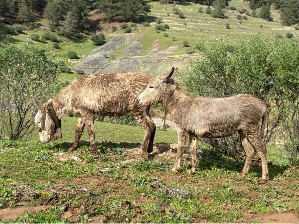 A mother donkey and her foal graze after being rescued from flash floods in Iraq