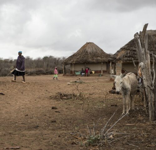 A white donkey stands near traditional huts in a remote village in Zimbabwe.