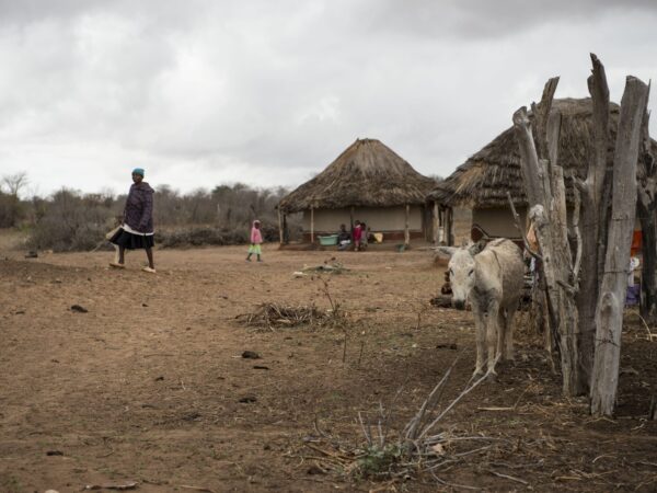A white donkey stands near traditional huts in a remote village in Zimbabwe.