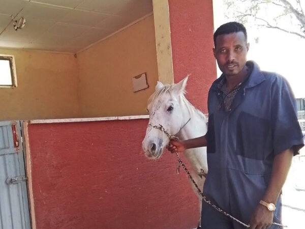 A SPANA technician guides a walking horse to a stable in Ethiopia