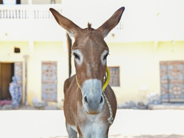 A working donkey waits for treatment at a SPANA veterinary centre in Mauritania