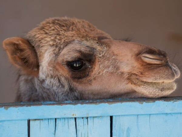 A cute baby camel peers out of its stable, where it is recovering at the SPANA stables in Tunisia.