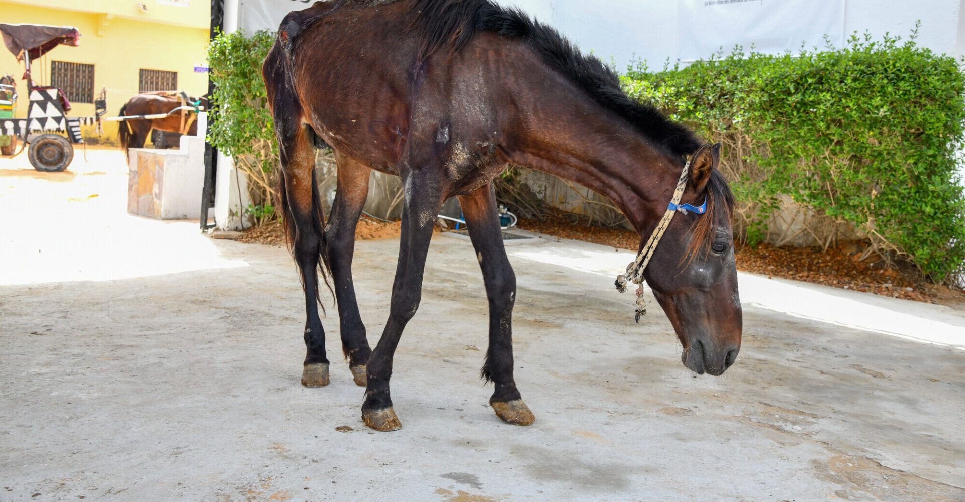 A lame and injured horse in Mauritania.