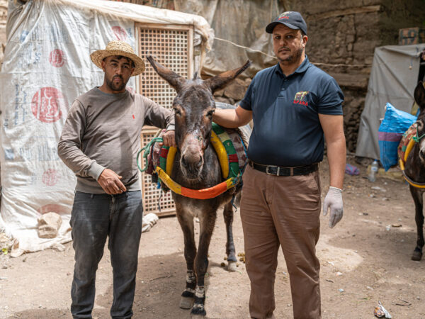 A working donkey and owner visit a SPANA mobile clinic at a village affected by the 2023 Morocco earthquake