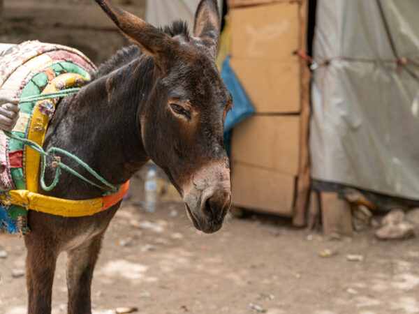 A working donkey from a village affected by the 2023 Morocco earthquake received veterinary treatment from SPANA vets for a painful nose wound