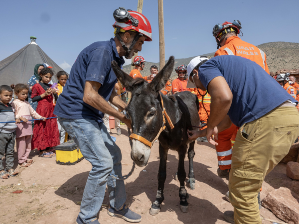 Donkey rescued by SPANA in village of Imi N’Isli in the Atlas Mountains south of Marrakesh, Morocco, devastated by the earthquake. The donkey was stuck in rubble for six days with no food or water.