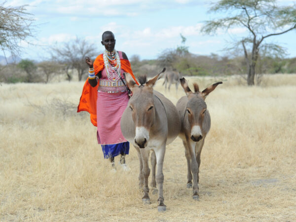 A working animal is brought to a SPANA mobile clinic in Kenya by their owner