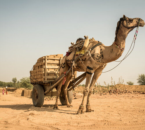 A camel in the desert pulling a heavy cart