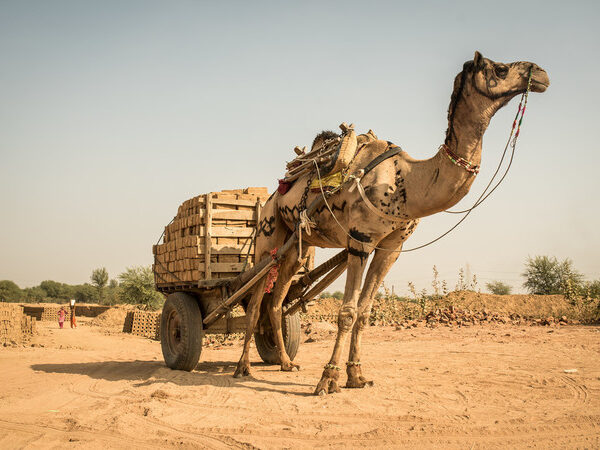 A camel in the desert pulling a heavy cart