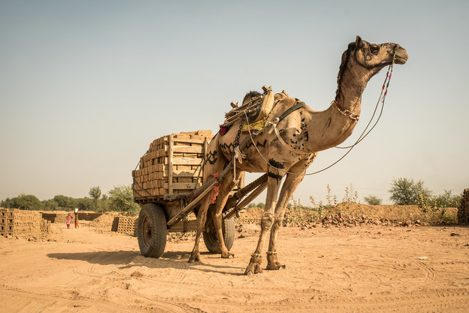 A camel in the desert pulling a heavy cart