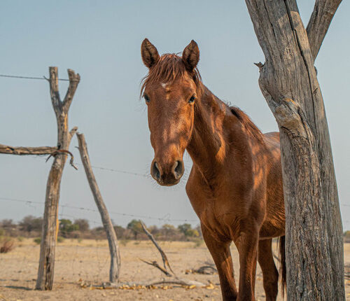 Working horse in a field