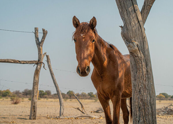 Working horse in a field