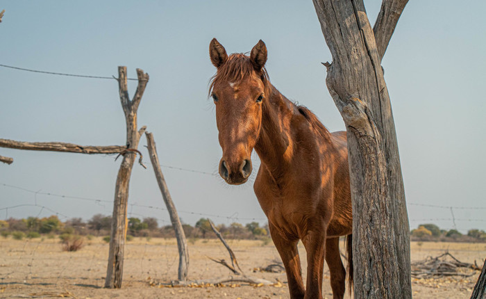 Working horse in a field