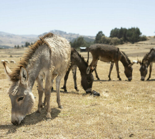 four working mule#s in a dry field