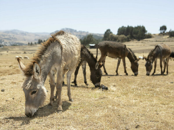 four working mule#s in a dry field