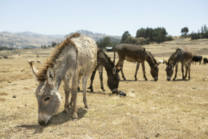 four working mule#s in a dry field