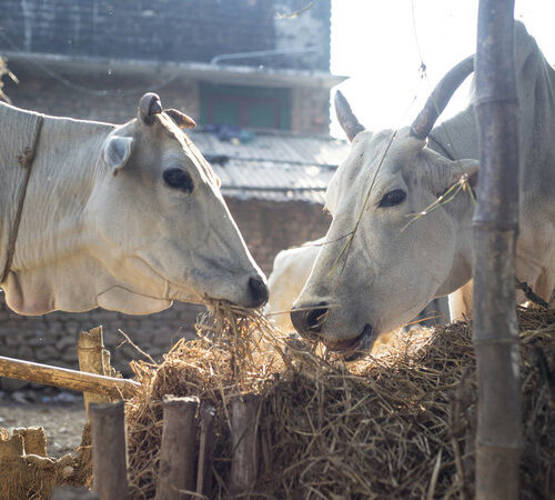 Two white oxen facing each other eating hay