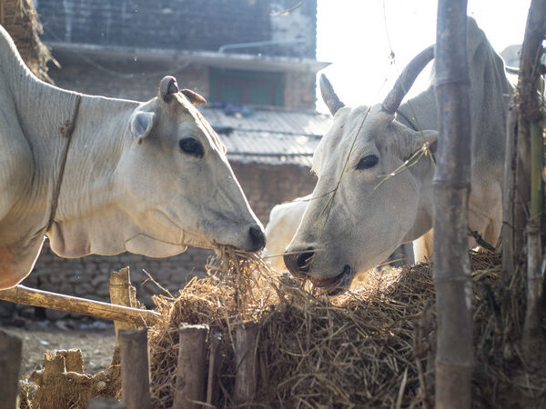 Two white oxen facing each other eating hay