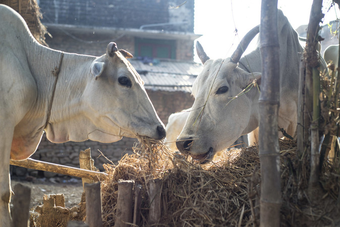 Two white oxen facing each other eating hay