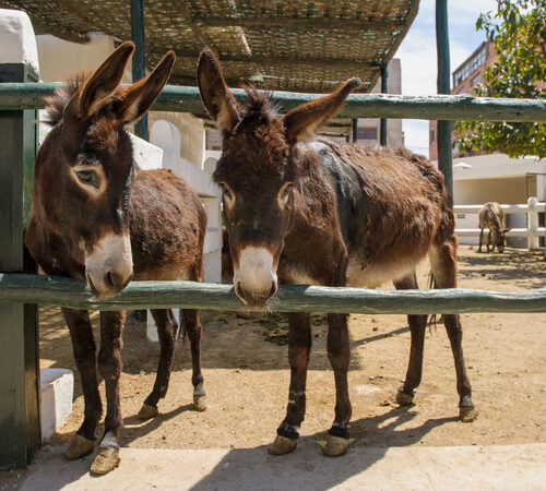 Two dark brown donkeys in a paddock