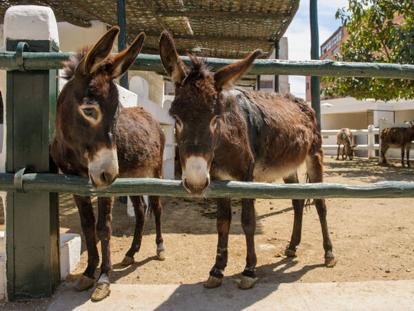 Two dark brown donkeys in a paddock