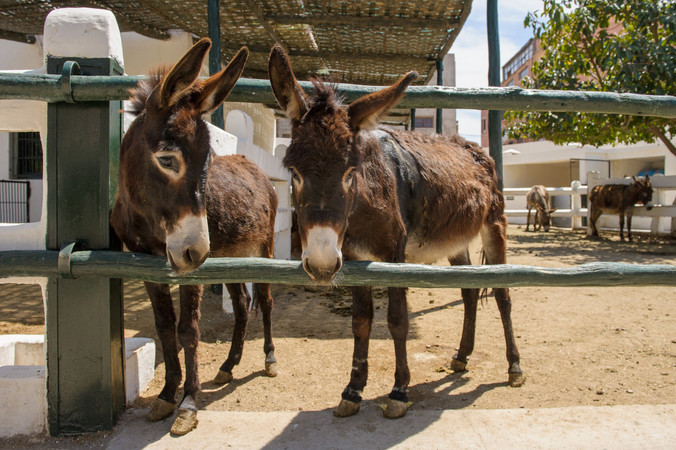 Two dark brown donkeys in a paddock