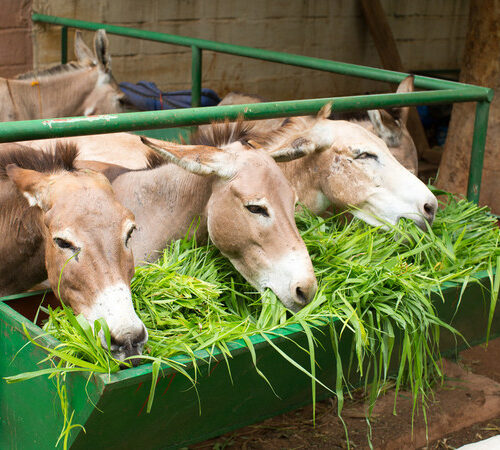 Three donkeys eating bright green grass from a feeder