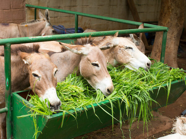 Three donkeys eating bright green grass from a feeder