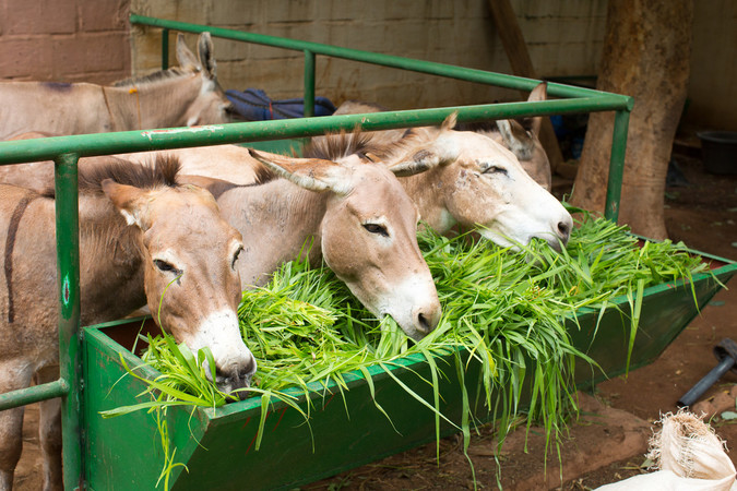 Three donkeys eating bright green grass from a feeder