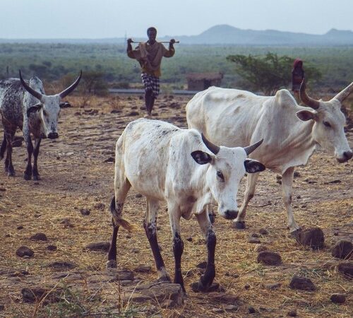 Two white oxen in the desert