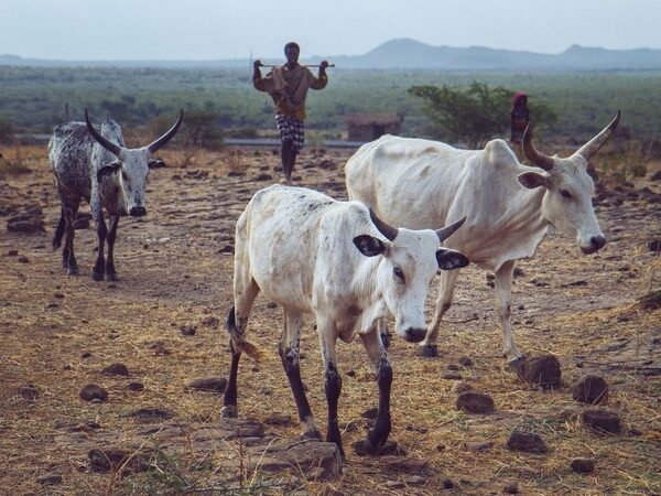 Two white oxen in the desert