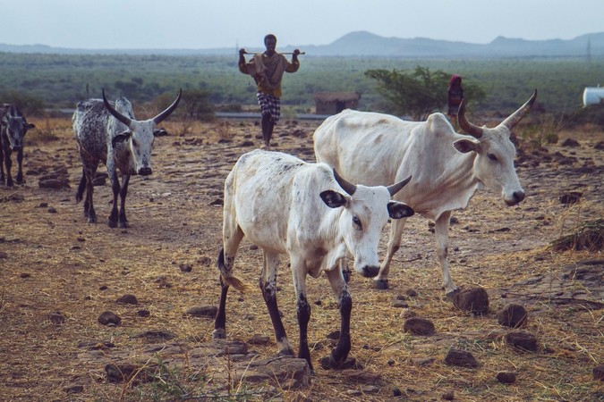 Two white oxen in the desert