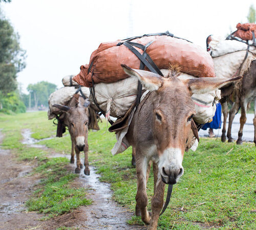 Working donkey carrying bags on his back