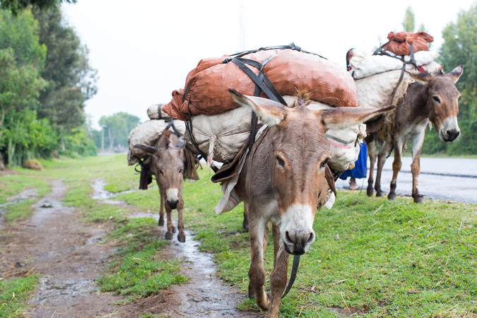 Working donkey carrying bags on his back