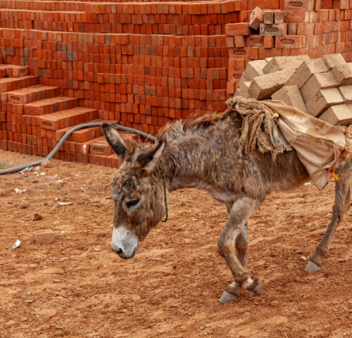 A donkey carring a heavy load of bricks in one of India's many brick kilns.