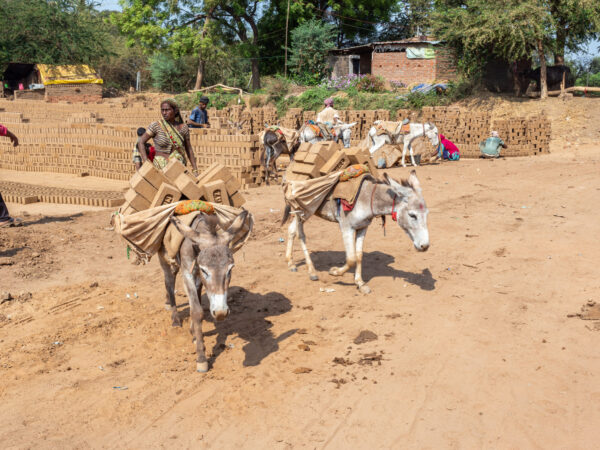 Two donkeys carrying heavy loads of bricks at a brick kiln in India.