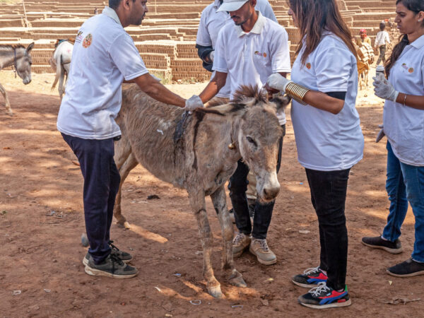 Dhumo the brick kiln donkey receives vital treatment from vets in India