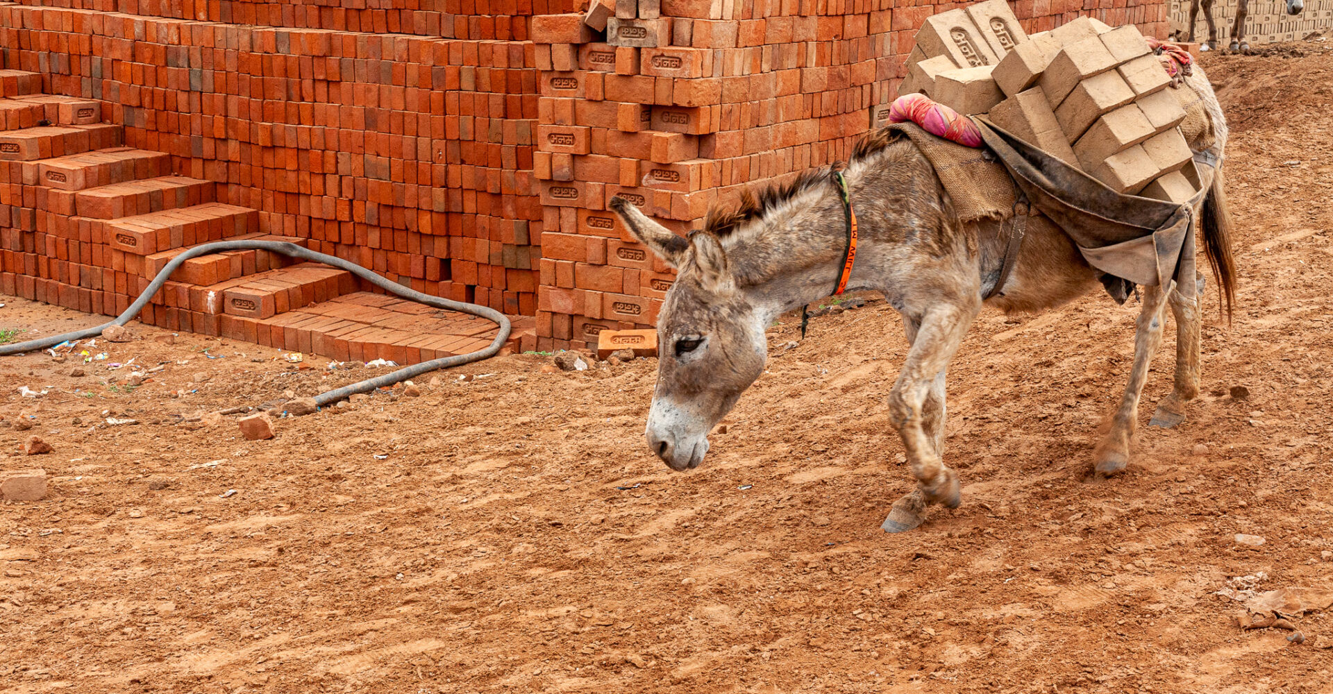 A donkey carries a heavy load of bricks in India.