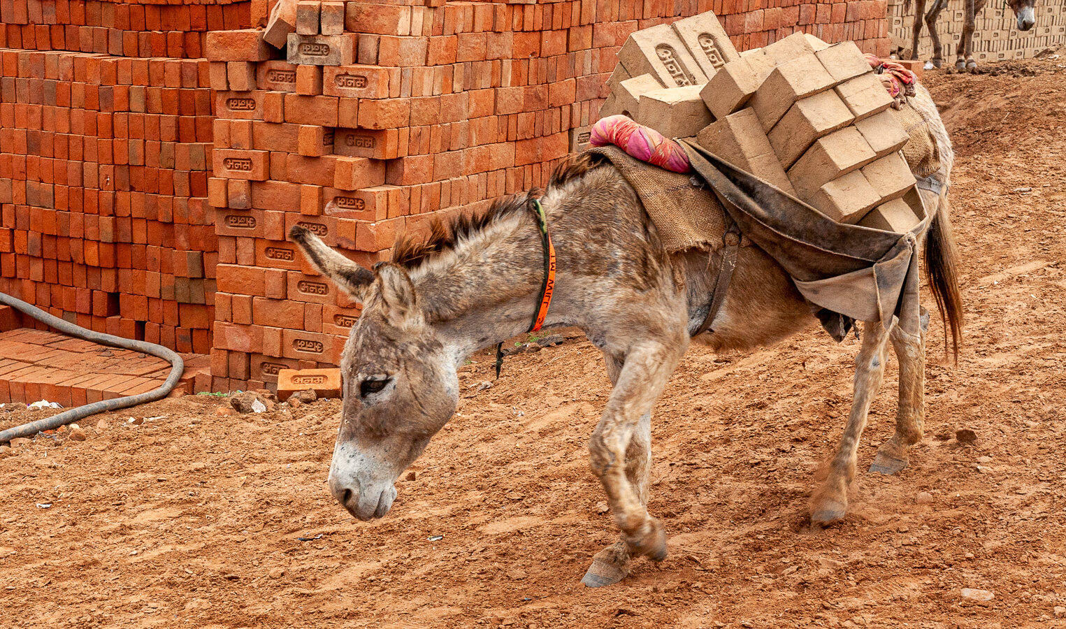 A donkey carries a heavy load of bricks in India.