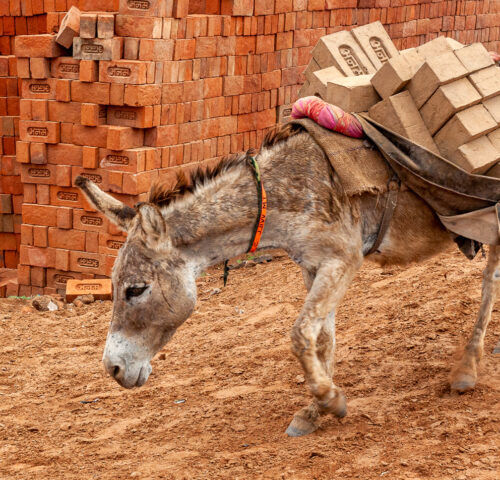 A donkey carries a heavy load of bricks in India.