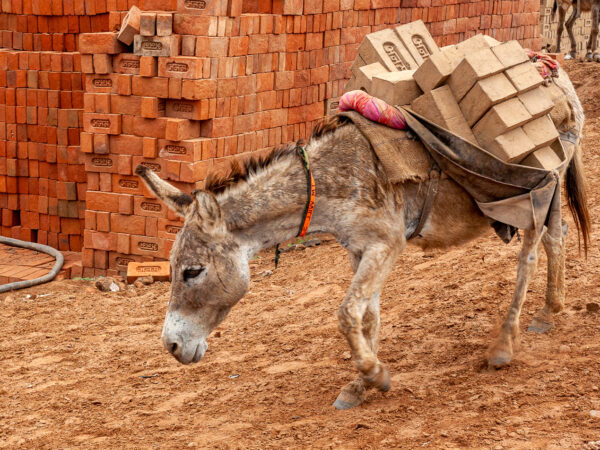 A donkey carries a heavy load of bricks in India.