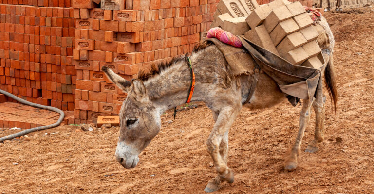 A donkey carries a heavy load of bricks in India.