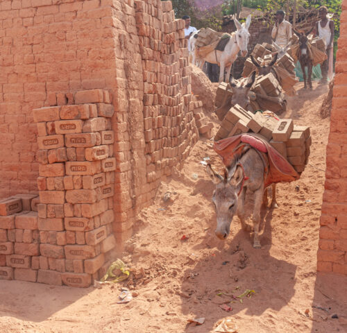 A donkey carries a heavy load of bricks around a kiln in India.