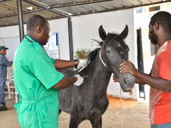 A SPANA vet treats a working horse for a respiratory illness at a veterinary centre in Mauritania