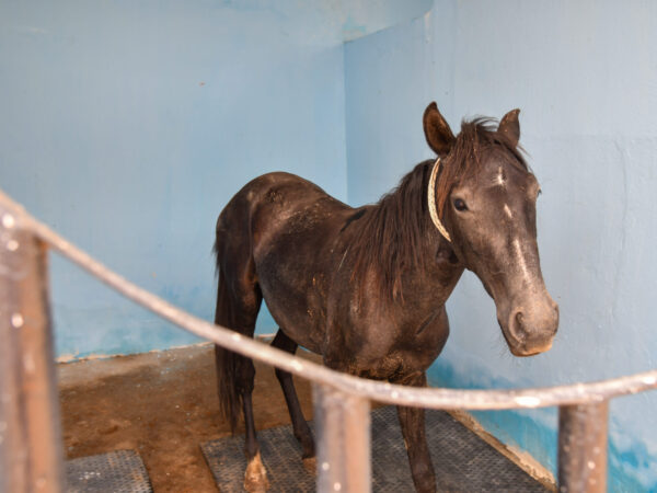 A working horse is admitted to a SPANA stable in Mauritania for longer-term care