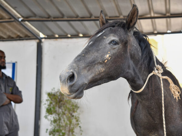 A working horse was brought to SPANA's veterinary centre in Mauritania for treatment