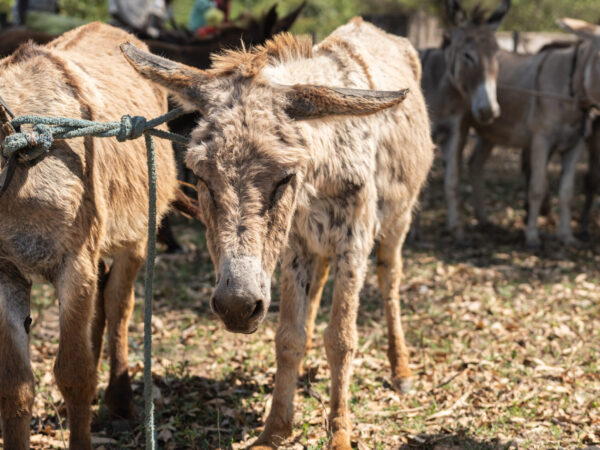 A working donkey suffering from an extreme case of internal and external parasites.